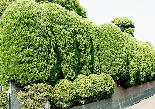 植栽（垣根・生垣）